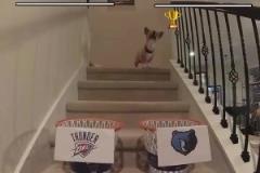 這還有可能嗎？網紅柯基預測雷霆灰熊首輪賽果，雷霆搶七晉級！