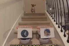 搶七決戰(zhàn)？網(wǎng)紅柯基預(yù)測系列賽走向：森林狼4比3戰(zhàn)勝勇士！